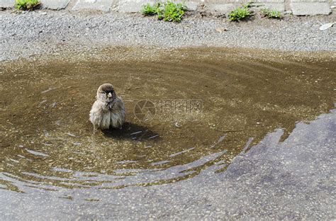 水池效應 自來麻雀